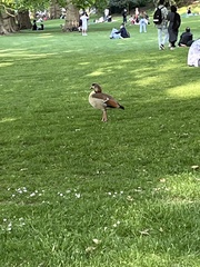 Alopochen aegyptiaca