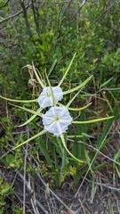 Hymenocallis henryae