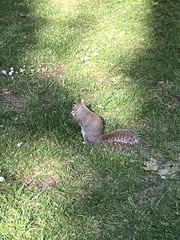 Sciurus carolinensis