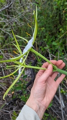Hymenocallis henryae
