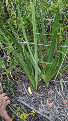 Hymenocallis henryae