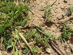 Astragalus