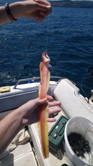 Cepola macrophthalma