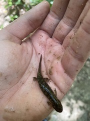 Desmognathus marmoratus