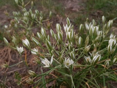 Ornithogalum