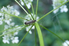 Grammoptera ruficornis
