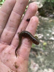 Desmognathus marmoratus