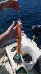 Cepola macrophthalma