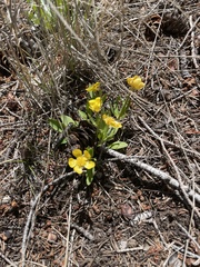 Ranunculus glaberrimus