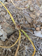 Crocus angustifolius
