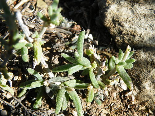 Image of Trichodiadema pomeridianum by (c) Antoinette Eyssell Knox, some rights reserved (CC BY-SA)