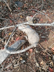 Ibervillea hypoleuca