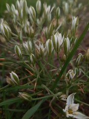 Ornithogalum