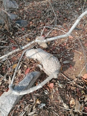 Ibervillea hypoleuca