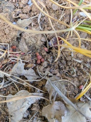 Crocus angustifolius