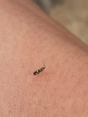 Micropterix ibericella