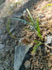 Crocus angustifolius