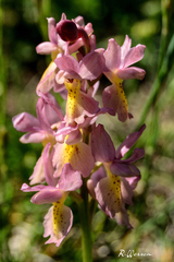 Orchis × colemanii