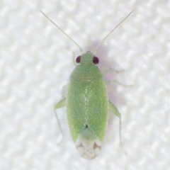 Phymatopsallus