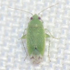 Phymatopsallus