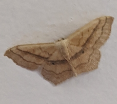 Scopula imitaria