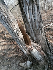 Ortalis poliocephala