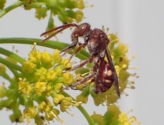 Nomada
