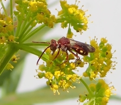Nomada