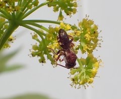 Nomada