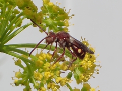 Nomada