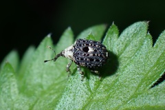 Cionus scrophulariae