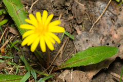 Taraxacum palustre