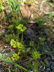 Valerianella muricata
