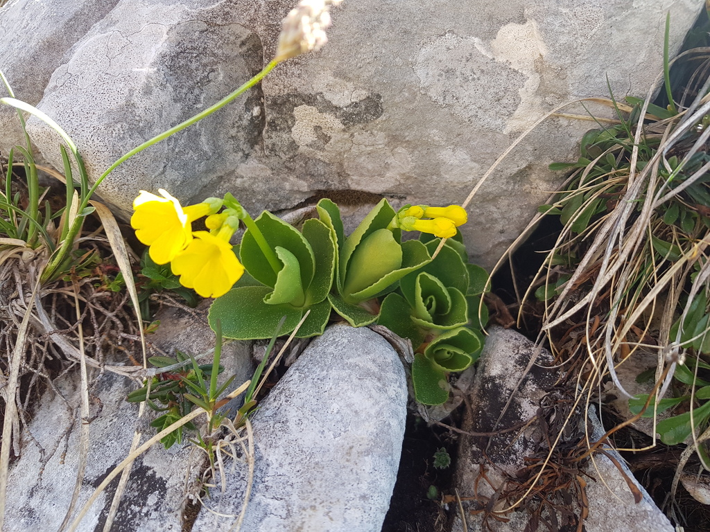Primula lutea