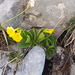 Primula lutea lutea - Photo (c) Guillaume Hoffmann, μερικά δικαιώματα διατηρούνται (CC BY), uploaded by Guillaume Hoffmann