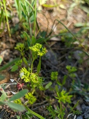 Valerianella muricata