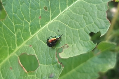 Gastrophysa viridula