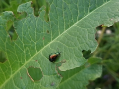 Gastrophysa viridula