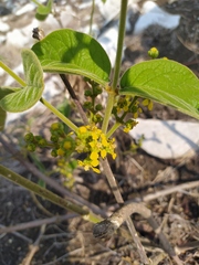 Bunchosia breedlovei