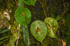 Pleurothallis fossulata