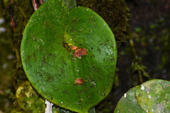 Pleurothallis fossulata
