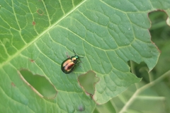 Gastrophysa viridula