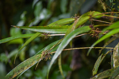 Pleurothallis ruscifolia