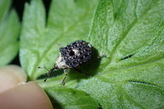 Cionus scrophulariae