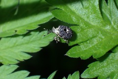 Cionus scrophulariae