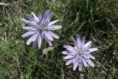 Scorzonera purpurea