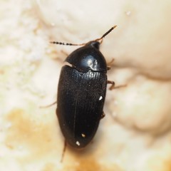Eustrophopsis