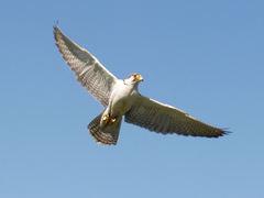 Lanner Falcon photo 2