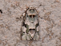 Emarginea percara