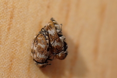 Anthrenus verbasci